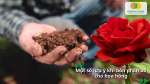 Những lưu ý khi bón phân bò cho hoa hồng như sử dụng phân đã ủ hoai, bón đúng liều lượng và tưới nước sau khi bón.