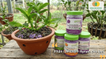 Phân tan chậm Rynan cho lan cung cấp dinh dưỡng ổn định trong thời gian dài