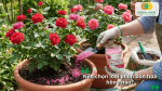 So sánh các loại phân tan chậm cho hoa hồng để lựa chọn sản phẩm phù hợp với từng giai đoạn sinh trưởng.