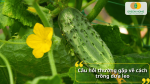 Giải đáp các câu hỏi thường gặp về cách trồng dưa leo tại nhà và kỹ thuật chăm sóc hiệu quả.