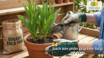 Bón phân đúng thời điểm và đúng liều lượng giúp hoa tulip phát triển khỏe, nở đồng đều và cho màu sắc rực rỡ.