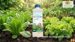 Đạm cá thủy phân K10 cung cấp nguồn dinh dưỡng hữu cơ cho rau xà lách sinh trưởng xanh tốt.