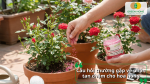 Giải đáp những câu hỏi thường gặp về cách sử dụng phân tan chậm cho hoa hồng hiệu quả.