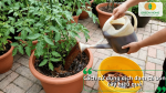 Cách sử dụng dịch đạm cá bón cây hiệu quả giúp cây hấp thu dinh dưỡng tốt hơn.