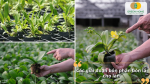 Các giai đoạn bón phân bón lá cho lan từ cây con, sinh trưởng đến ra hoa