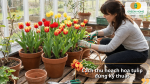 Thu hoạch hoa tulip đúng thời điểm giúp giữ độ tươi lâu, hạn chế hư hỏng và nâng cao giá trị sử dụng.