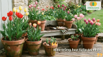 Những mẹo trồng hoa tulip tại nhà giúp cây sinh trưởng tốt, nở hoa đẹp và kéo dài thời gian thưởng hoa.
