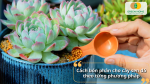 Hướng dẫn cách bón phân cho cây sen đá bằng phân viên, phân nước và phân hữu cơ đúng kỹ thuật để cây phát triển tốt.