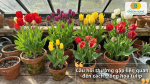 các câu hỏi thường gặp về cách trồng hoa tulip, chăm sóc, tưới nước, bón phân và xử lý các vấn đề thường gặp.