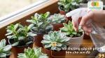 Giải đáp những câu hỏi thường gặp về phân bón cho sen đá, cách lựa chọn và sử dụng phân bón hiệu quả.