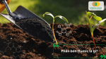 Phân bón Humic chứa axit humic giúp cải tạo đất, kích thích phát triển bộ rễ và tăng khả năng hấp thụ dinh dưỡng.