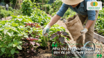 Người làm vườn bón phân cho luống rau dền nhằm cung cấp đầy đủ dinh dưỡng giúp cây sinh trưởng khỏe mạnh.