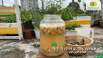 với rau Hũ dịch chuối lên men từ vỏ và quả chuối chín giúp cung cấp dinh dưỡng hữu cơ cho rau trồng tại nhà.