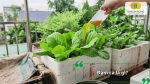 Đạm cá là gì và vai trò của phân đạm cá đối với cây rau sạch.