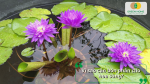 Hoa súng nở đẹp trong chậu nước và lý do cần bón phân cho hoa súng thường xuyên.