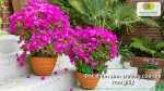 Đặc điểm sinh trưởng của cây hoa giấy với khả năng phát triển mạnh và ra hoa liên tục.