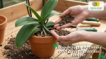 Vì sao phân gà được nhiều người trồng lan lựa chọn để cung cấp dinh dưỡng và cải tạo giá thể hiệu quả.