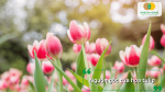 Hoa tulip có nguồn gốc từ Trung Á và được phát triển mạnh tại Hà Lan, nổi tiếng với vẻ đẹp đa dạng và màu sắc rực rỡ.