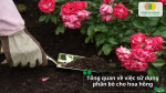 Bón phân bò cho hoa hồng giúp cải tạo đất, bổ sung dinh dưỡng hữu cơ và tăng độ tơi xốp cho cây phát triển khỏe mạnh.
