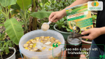 Tại sao nên ủ chuối với Trichoderma để tạo phân bón hữu cơ giàu dinh dưỡng cho cây trồng