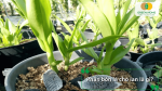 Phân bón lá cho lan là nguồn dinh dưỡng được hấp thu trực tiếp qua lá, giúp cây phát triển