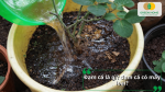Tưới dung dịch đạm cá vào gốc chậu hoa hồng để bổ sung dinh dưỡng hữu cơ