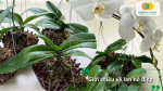 Các chậu lan hồ điệp xanh tốt với hoa trắng nở đẹp, giới thiệu đặc điểm và cách chăm sóc lan hồ điệp.