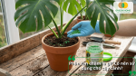 Bón phân tan chậm dạng hạt cho cây Monstera trong chậu giúp cung cấp dinh dưỡng ổn định lâu dài.