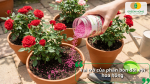 Bón phân tan chậm cho hoa hồng giúp cung cấp dinh dưỡng ổn định và duy trì hoa nở lâu.