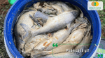 Phân cá là nguồn phân bón hữu cơ giàu dinh dưỡng được làm từ cá và phụ phẩm thủy sản.