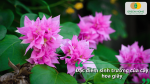 Cận cảnh hoa giấy màu hồng với cánh hoa mềm mại và lá xanh tươi tốt.