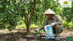 Bón phân gà hữu cơ cho cây bưởi giúp phát triển bộ rễ, tăng khả năng hấp thu dinh dưỡng và nâng cao năng suất trái.