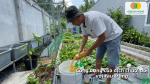 Pha dịch chuối tưới rau giúp bổ sung kali, kích thích sinh trưởng và tăng độ xanh của lá rau.