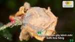 Nấm Botrytis phát triển trong điều kiện ẩm độ cao là nguyên nhân chính gây bệnh mốc xám hoa hồng.