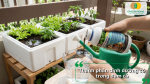 Thành phần dinh dưỡng có trong đạm cá giúp rau phát triển khỏe mạnh.
