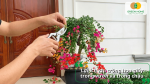 Lợi ích khi trồng hoa giấy trong vườn và trong chậu giúp tăng tính thẩm mỹ cho không gian sống.