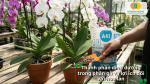 Thành phần dinh dưỡng trong phân gà và lợi ích giúp hoa lan sinh trưởng khỏe, lá xanh và tăng khả năng ra hoa.