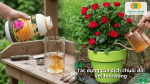 Tác dụng của dịch chuối đối với hoa hồng giúp cây xanh tốt, kích thích ra nụ, hoa đậm màu và lâu tàn.