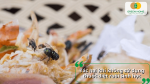 Ruồi phát triển mạnh gây mất vệ sinh, làm lây lan vi khuẩn và tăng nguy cơ ô nhiễm thực phẩm