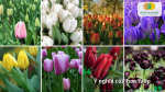 Hoa tulip mang nhiều ý nghĩa như tình yêu, hạnh phúc, sự may mắn và vẻ đẹp thanh lịch với nhiều màu sắc khác nhau.