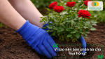 Phân bò cung cấp chất hữu cơ, giúp hoa hồng phát triển bộ rễ, ra chồi khỏe, lá xanh và hoa nở nhiều hơn.