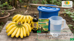 Nguyên liệu cần chuẩn bị để ủ chuối với Trichoderma gồm chuối chín, mật rỉ đường và men vi sinh