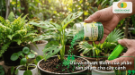 Rải phân tan chậm cho cây cảnh trong chậu, minh họa ưu điểm cung cấp dinh dưỡng đều và tiết kiệm công chăm sóc.