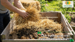 Ủ phân gà đúng kỹ thuật trước khi bón cho cây bưởi giúp giảm mầm bệnh, khử mùi và tăng hiệu quả dinh dưỡng.