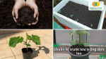 Chuẩn bị đất trồng, chậu và cây giống dưa leo trước khi gieo trồng để đạt tỷ lệ sống cao.