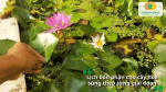 Lịch bón phân cho hoa súng theo từng giai đoạn sinh trưởng để cây phát triển khỏe mạnh.