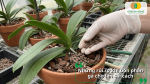 Những rủi ro khi bón phân gà cho lan sai cách như cháy rễ, thối gốc và ảnh hưởng đến sự phát triển của cây.