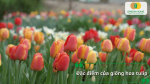 Hoa tulip có thân thẳng, lá xanh dài, hoa hình chiếc cốc và nhiều màu sắc, thích hợp trồng trong chậu hoặc ngoài vườn.