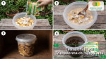 Hướng dẫn các bước ủ chuối với Trichoderma chi tiết từ chuẩn bị đến thành phẩm