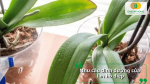 Lá lan hồ điệp xanh khỏe trong chậu nhựa trong suốt, minh họa nhu cầu dinh dưỡng của cây lan